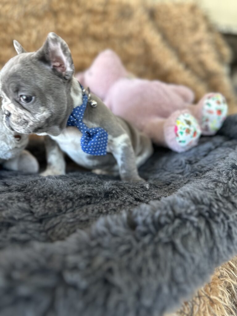 Yoshi | Blue Merle French Bulldog Male | The Joyful