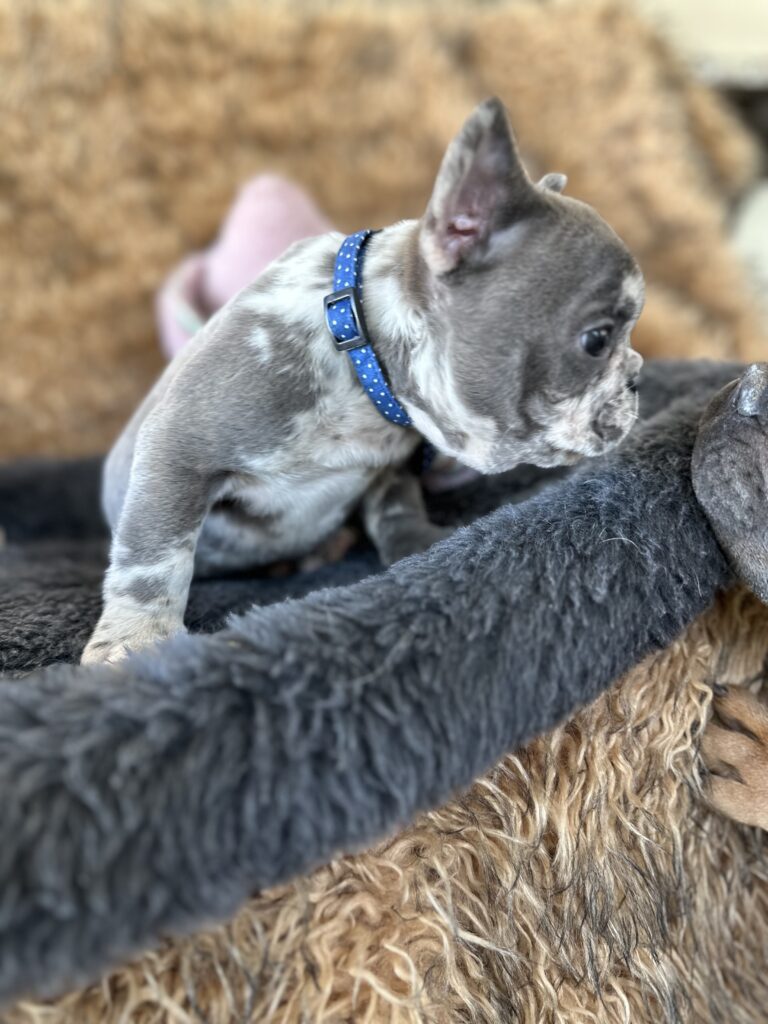 Yoshi | Blue Merle French Bulldog Male | The Joyful