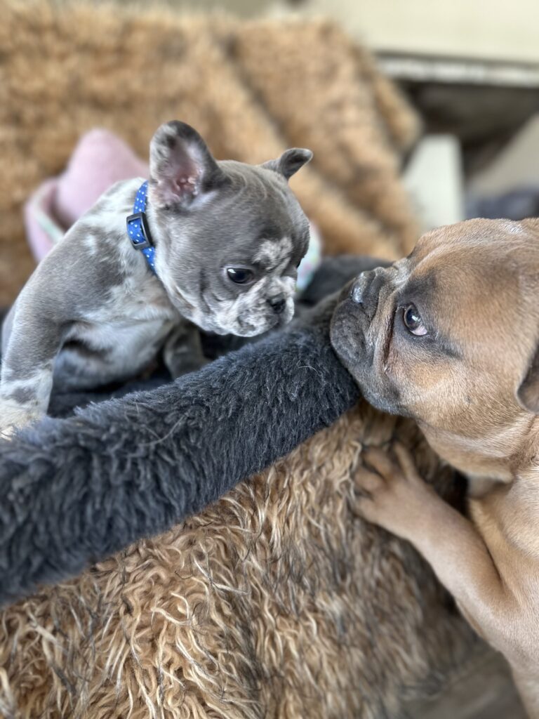 Yoshi | Blue Merle French Bulldog Male | The Joyful