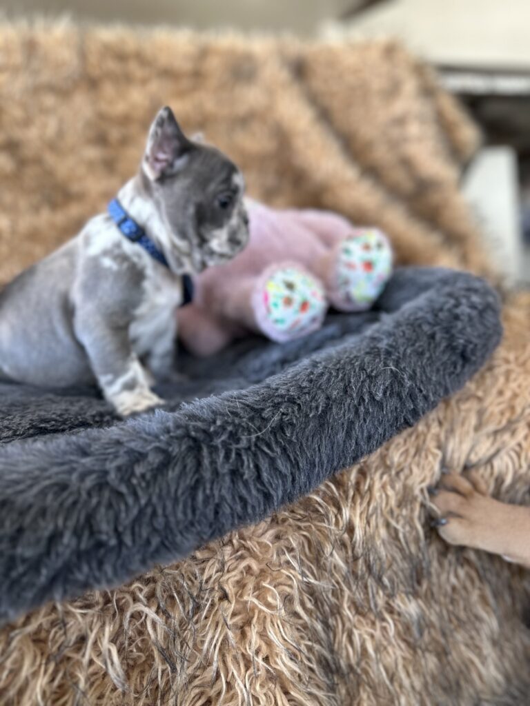 Yoshi | Blue Merle French Bulldog Male | The Joyful