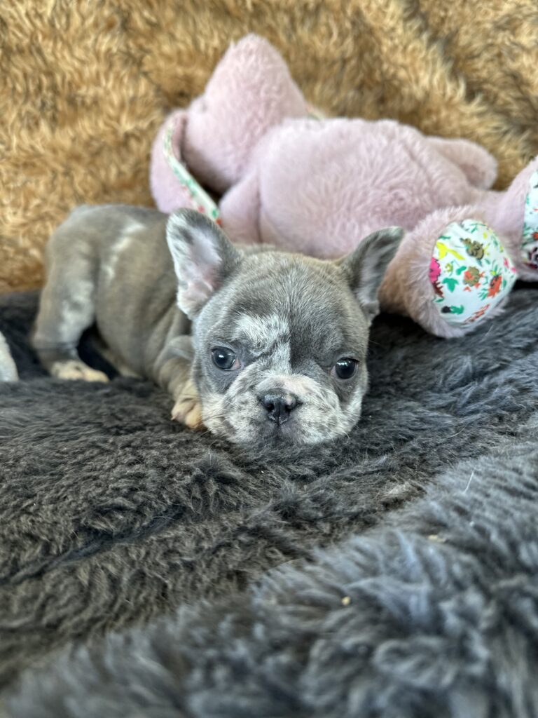 Yoshi | Blue Merle French Bulldog Male | The Joyful