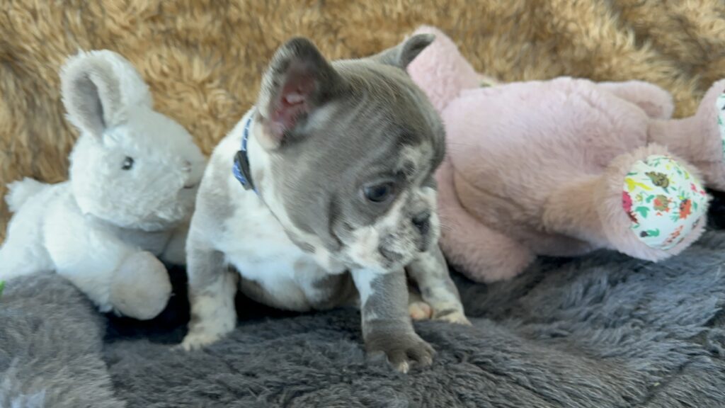 Yoshi | Blue Merle French Bulldog Male | The Joyful