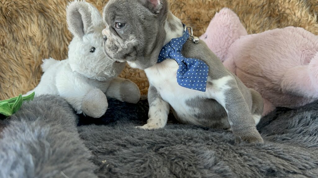 Yoshi | Blue Merle French Bulldog Male | The Joyful
