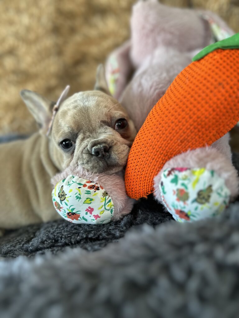 Yahtzee | Blue Fawn Merle French Bulldog Female | The Princess