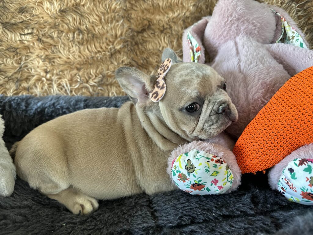 Yahtzee | Blue Fawn Merle French Bulldog Female | The Princess