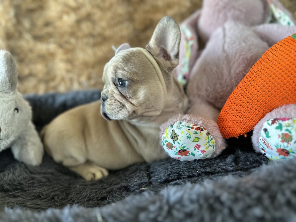 Yahtzee | Blue Fawn Merle French Bulldog Female | The Princess