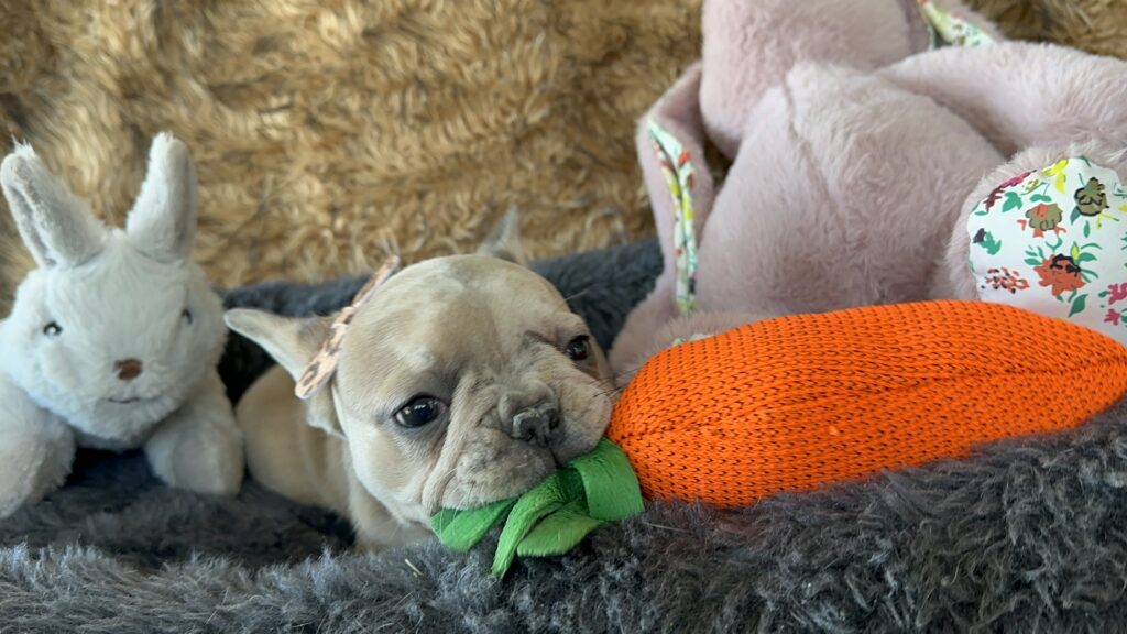 Yahtzee | Blue Fawn Merle French Bulldog Female | The Princess
