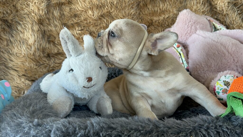 Yahtzee | Blue Fawn Merle French Bulldog Female | The Princess