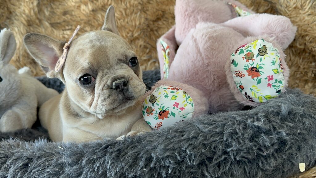 Yahtzee | Blue Fawn Merle French Bulldog Female | The Princess