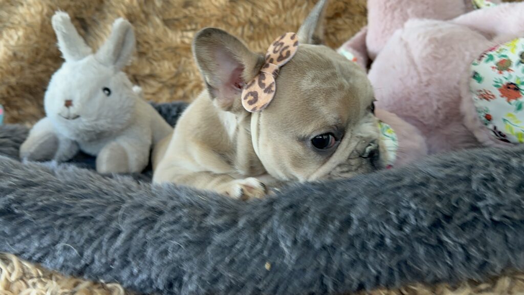 Yahtzee | Blue Fawn Merle French Bulldog Female | The Princess