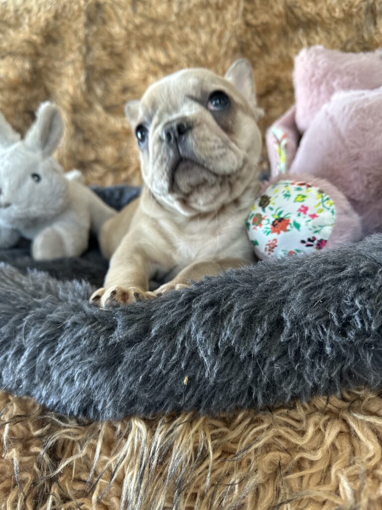 Yahtzee | Blue Fawn Merle French Bulldog Female | The Princess