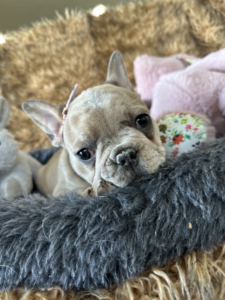 Yahtzee | Blue Fawn Merle French Bulldog Female | The Princess