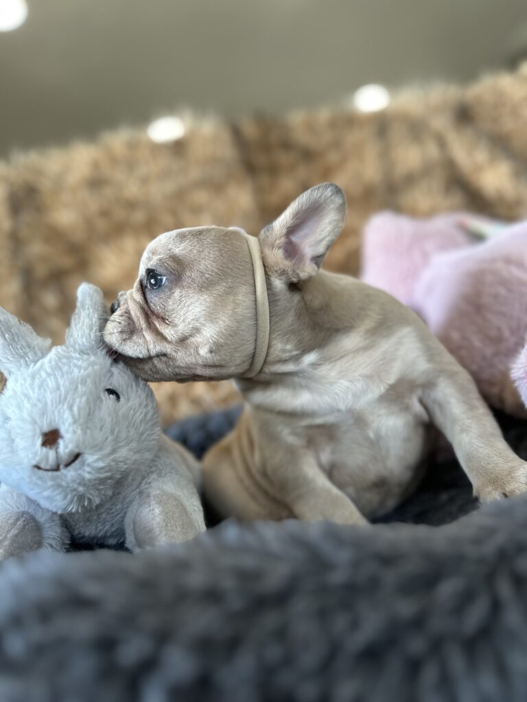 Yahtzee | Blue Fawn Merle French Bulldog Female | The Princess