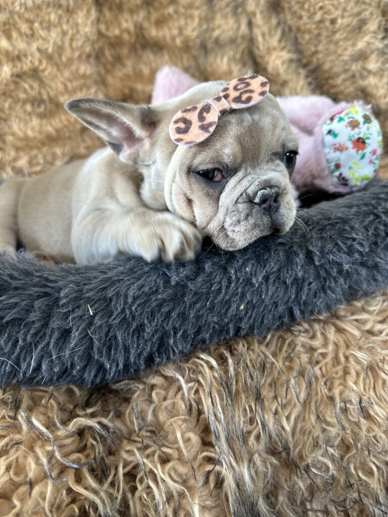 Yahtzee | Blue Fawn Merle French Bulldog Female | The Princess