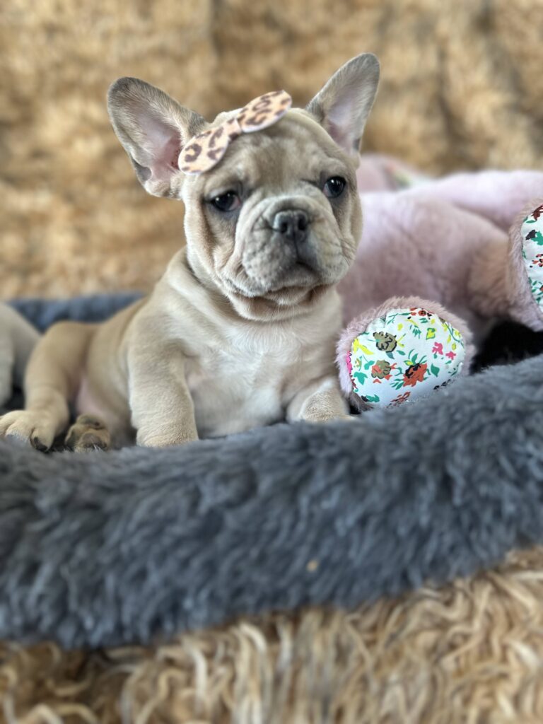 Yahtzee | Blue Fawn Merle French Bulldog Female | The Princess