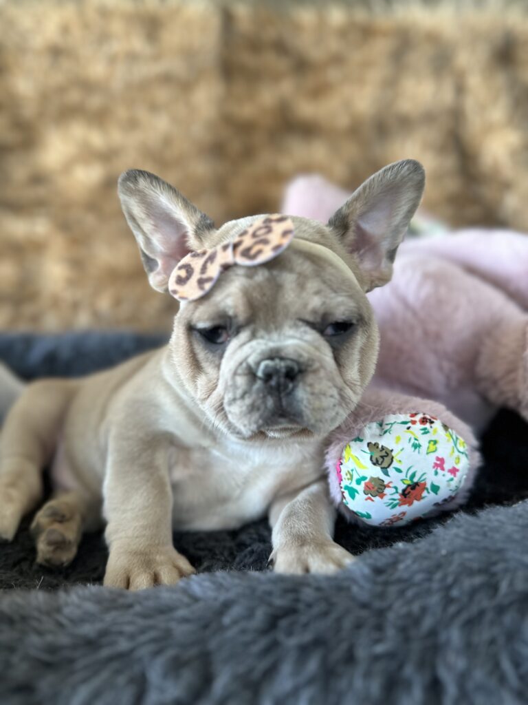 Yahtzee | Blue Fawn Merle French Bulldog Female | The Princess