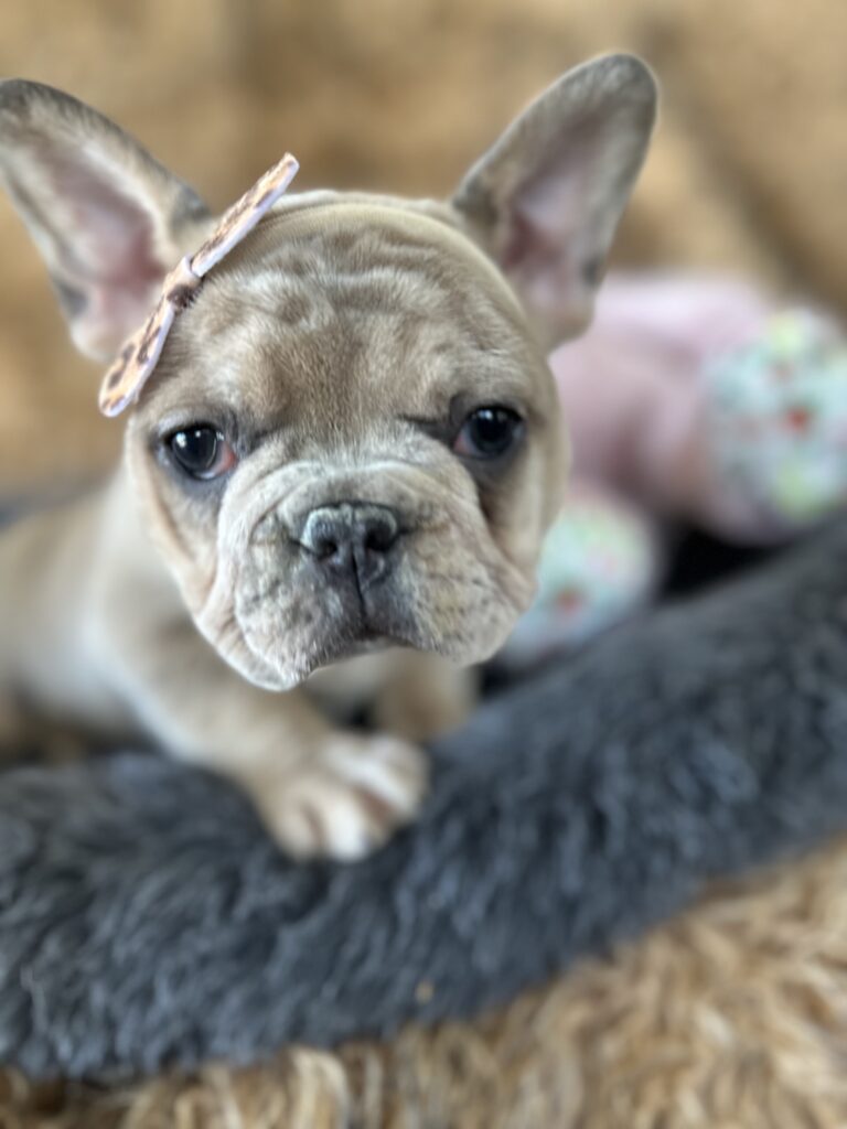 Yahtzee | Blue Fawn Merle French Bulldog Female | The Princess