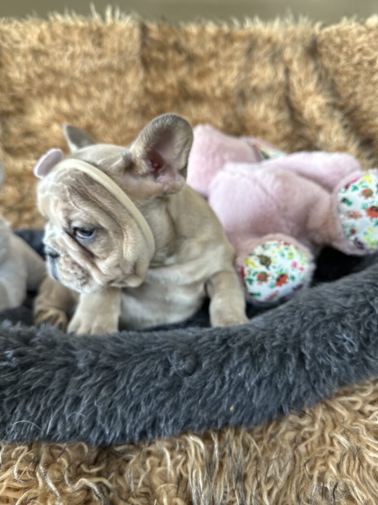 Yahtzee | Blue Fawn Merle French Bulldog Female | The Princess