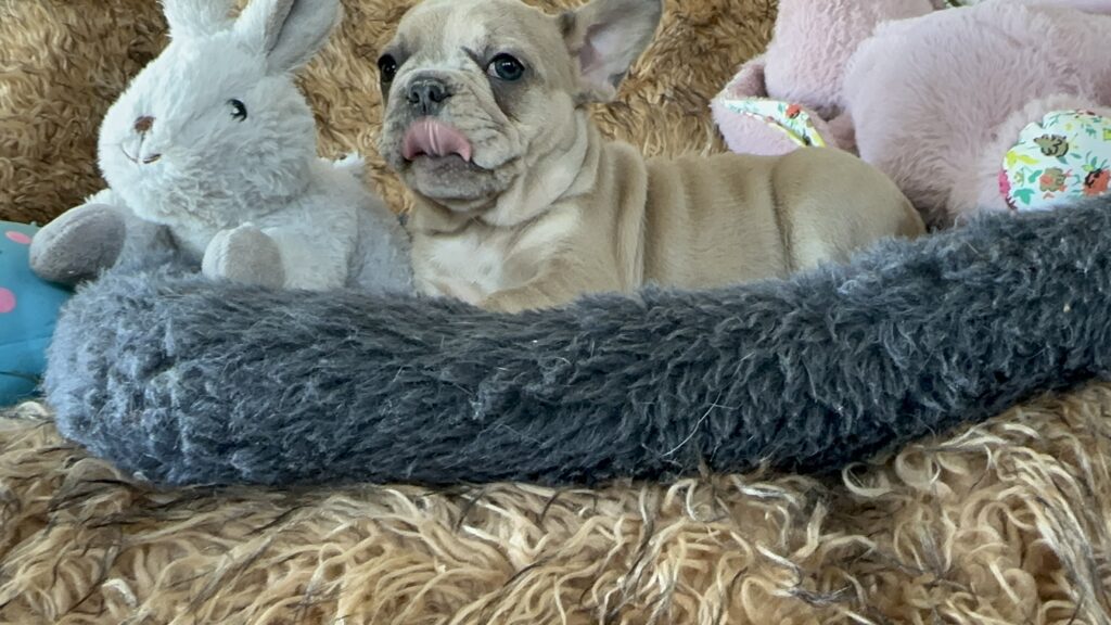 Yahtzee | Blue Fawn Merle French Bulldog Female | The Princess
