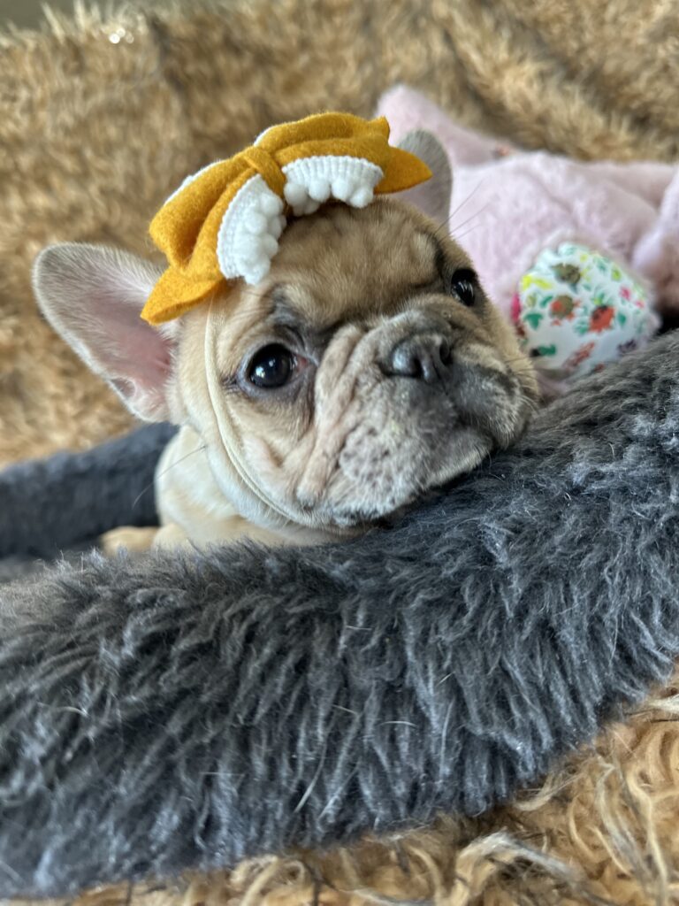 Yaya | Blue Fawn Merle French Bulldog Female | The Magnificent