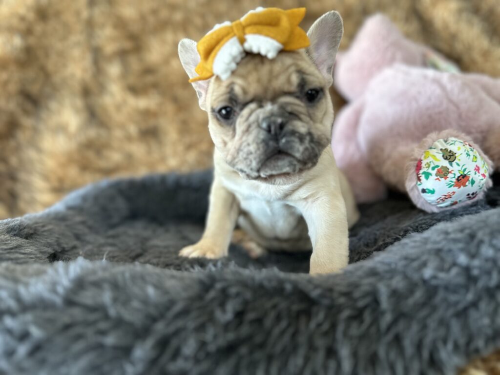 Yaya | Blue Fawn Merle French Bulldog Female | The Magnificent