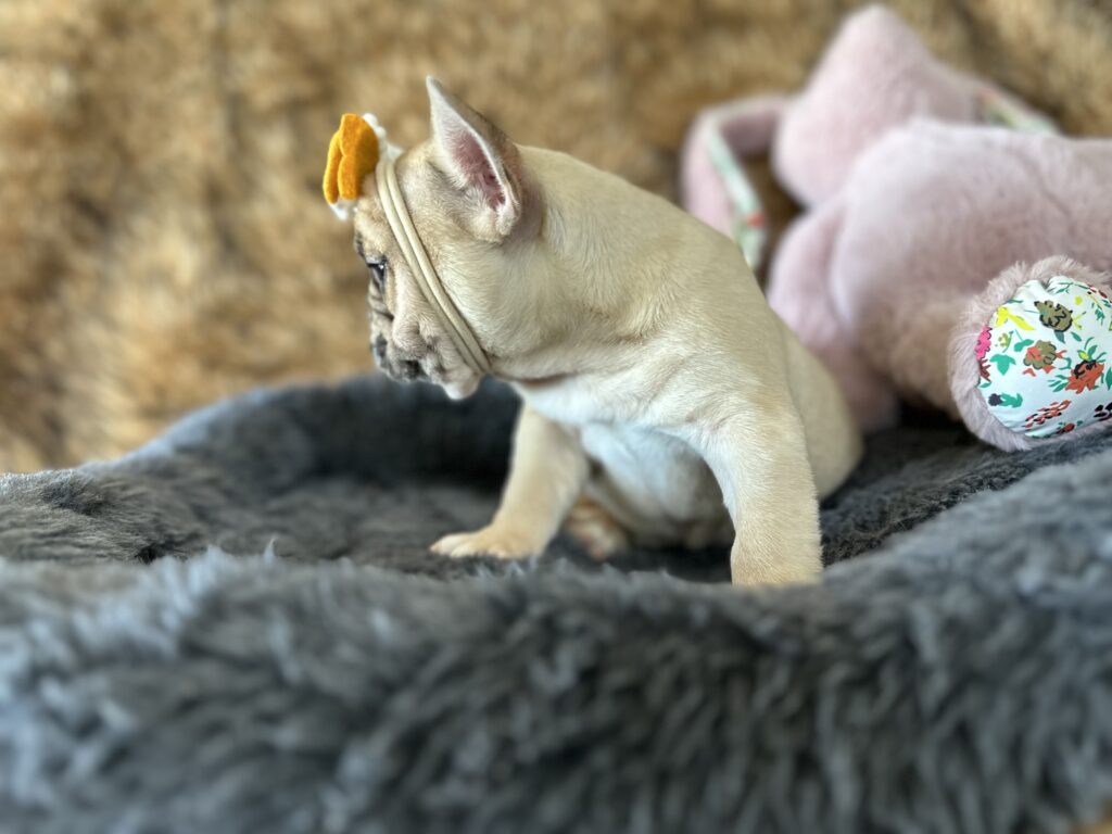 Yaya | Blue Fawn Merle French Bulldog Female | The Magnificent