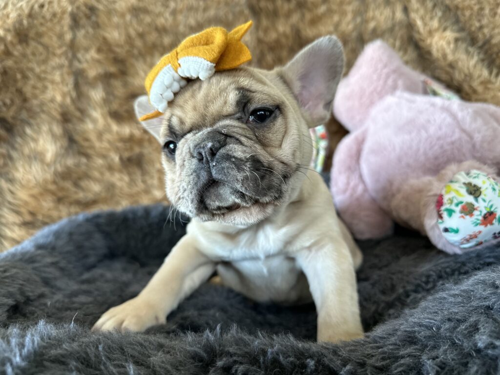 Yaya | Blue Fawn Merle French Bulldog Female | The Magnificent
