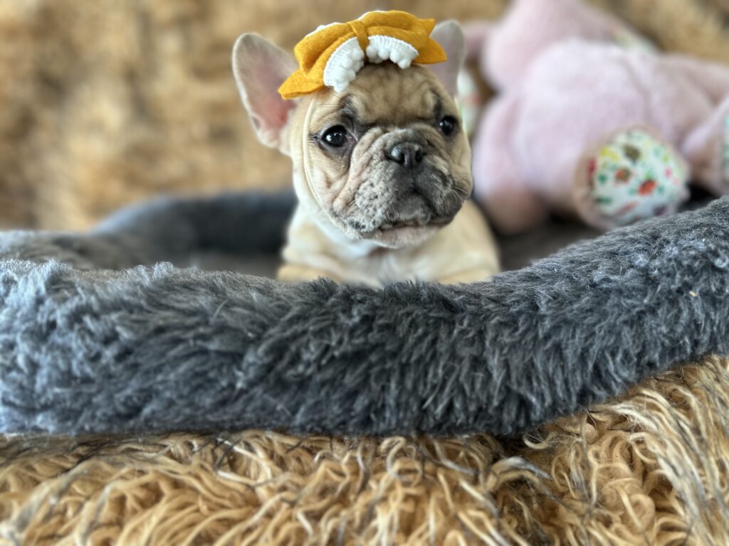 Yaya | Blue Fawn Merle French Bulldog Female | The Magnificent