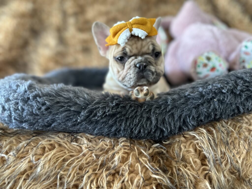 Yaya | Blue Fawn Merle French Bulldog Female | The Magnificent