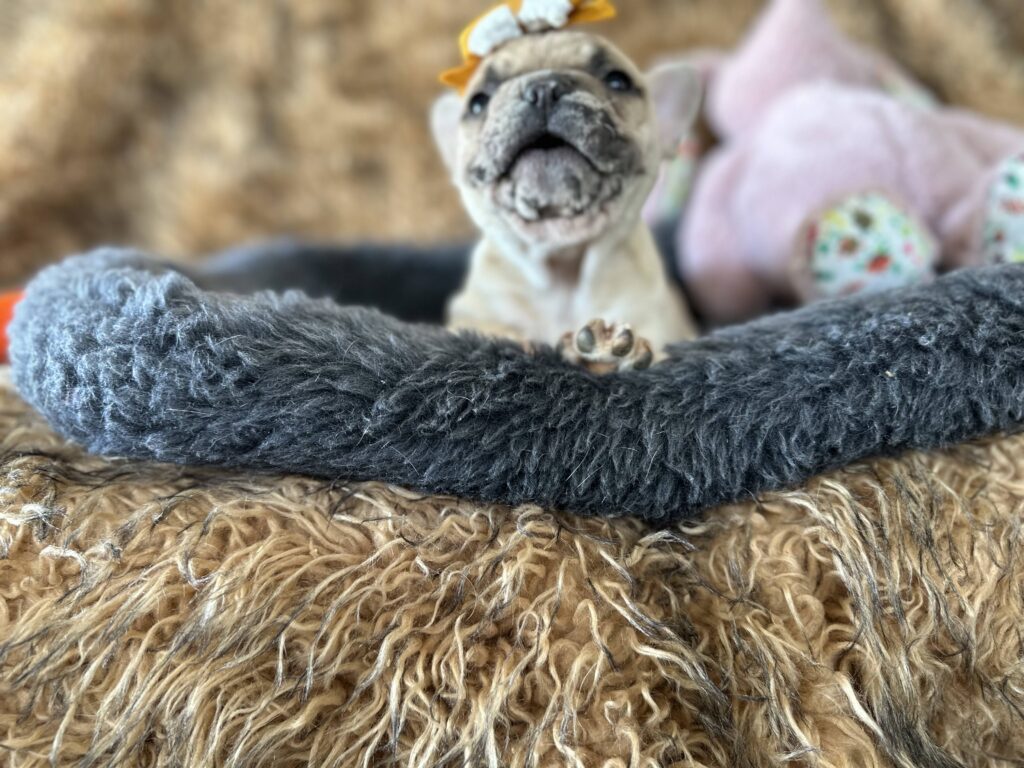 Yaya | Blue Fawn Merle French Bulldog Female | The Magnificent