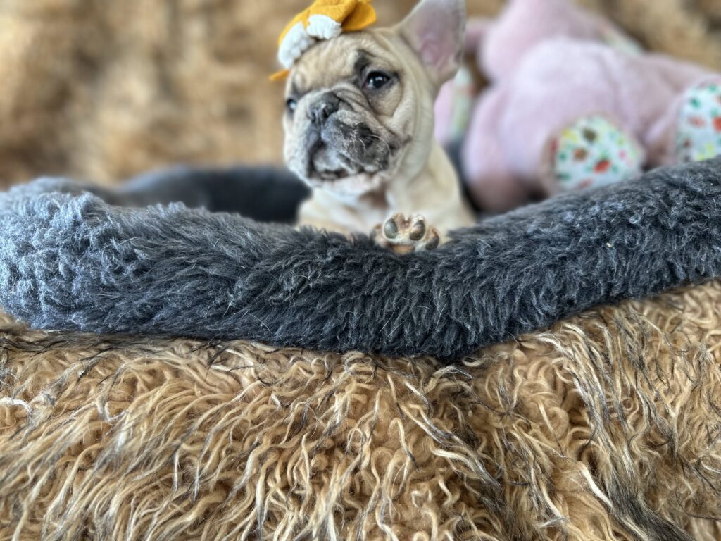 Yaya | Blue Fawn Merle French Bulldog Female | The Magnificent
