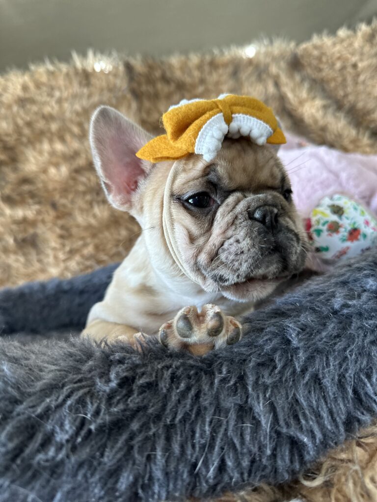 Yaya | Blue Fawn Merle French Bulldog Female | The Magnificent