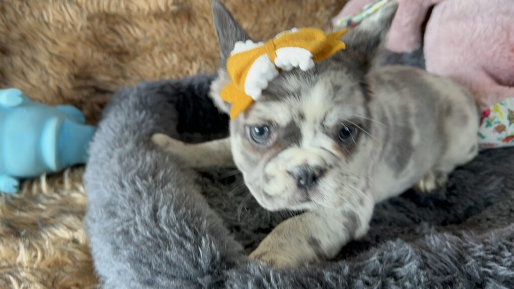 Harlow | Merle Fluffy French Bulldog Female | The Princess