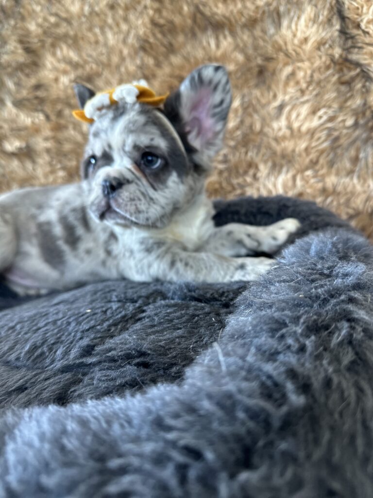 Harlow | Merle Fluffy French Bulldog Female | The Princess