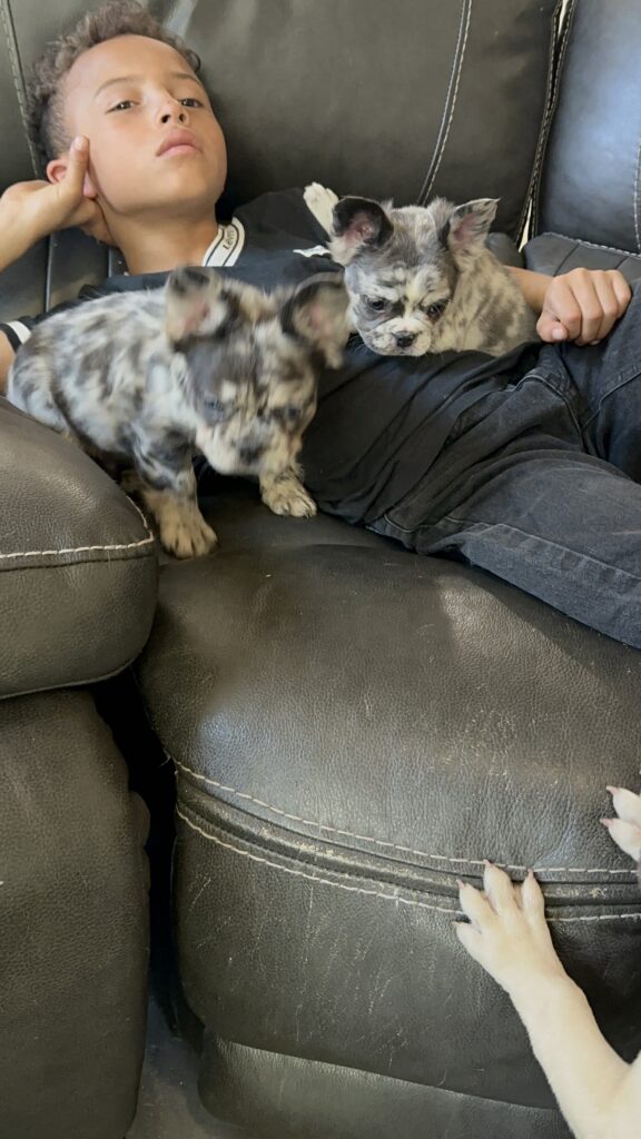 Harlow | Merle Fluffy French Bulldog Female | The Princess
