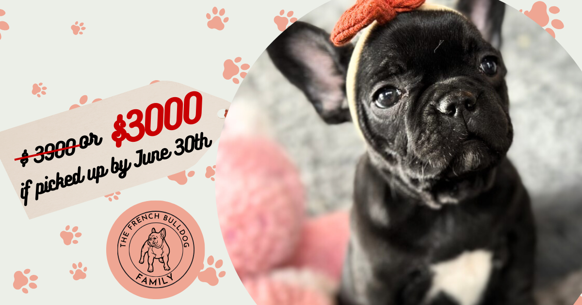 Zena | Black French Bulldog Female | Available Now