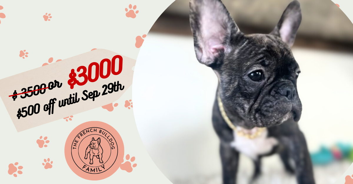 Kevin | Brindle French Bulldog Male | Available Now
