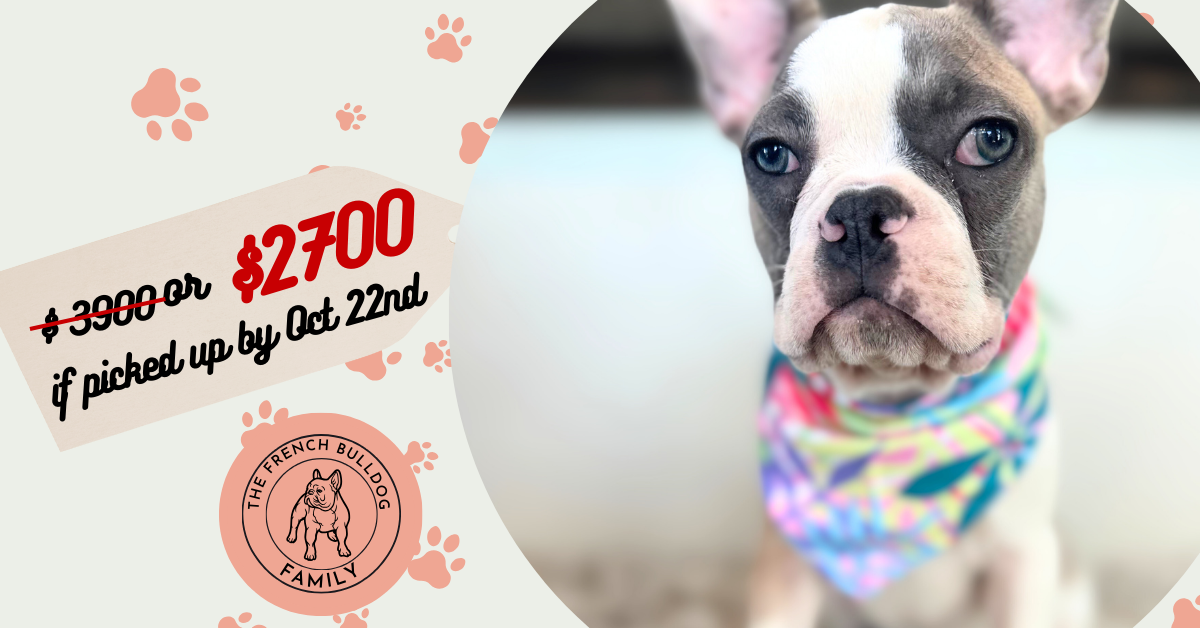 Isabella | Fawn & White French Bulldog Female | Available Now