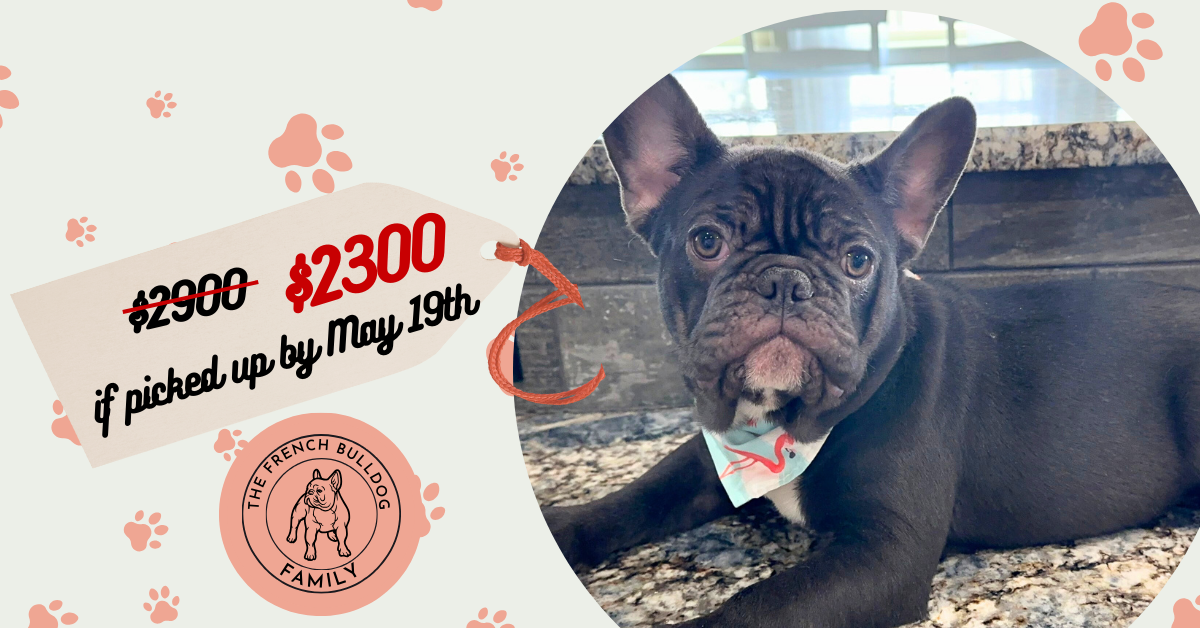 Viper | Chocolate French Bulldog Male | The Sweetheart