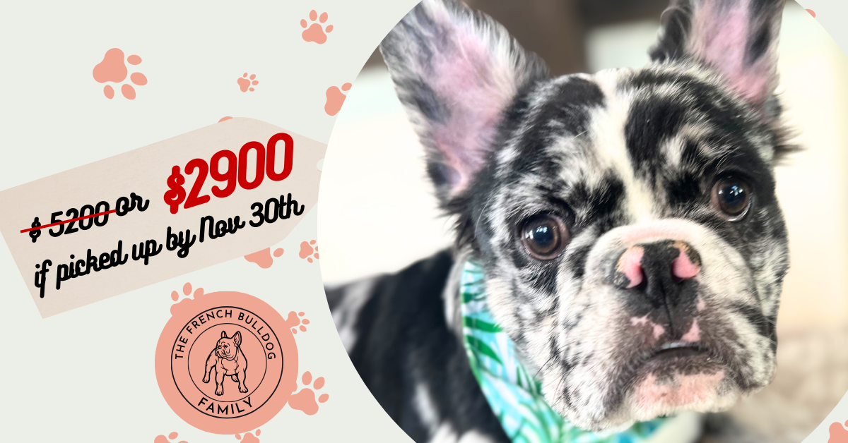 Zen | Black Merle French Bulldog Male | Available Now