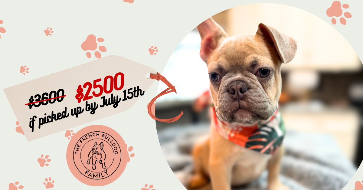Caboose | Lilac Fawn French Bulldog Male | Available Now