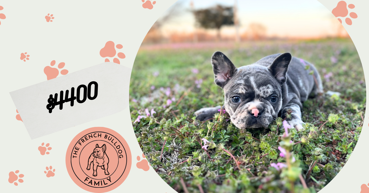 Yani | Blue Merle French Bulldog Male | The Gentleman