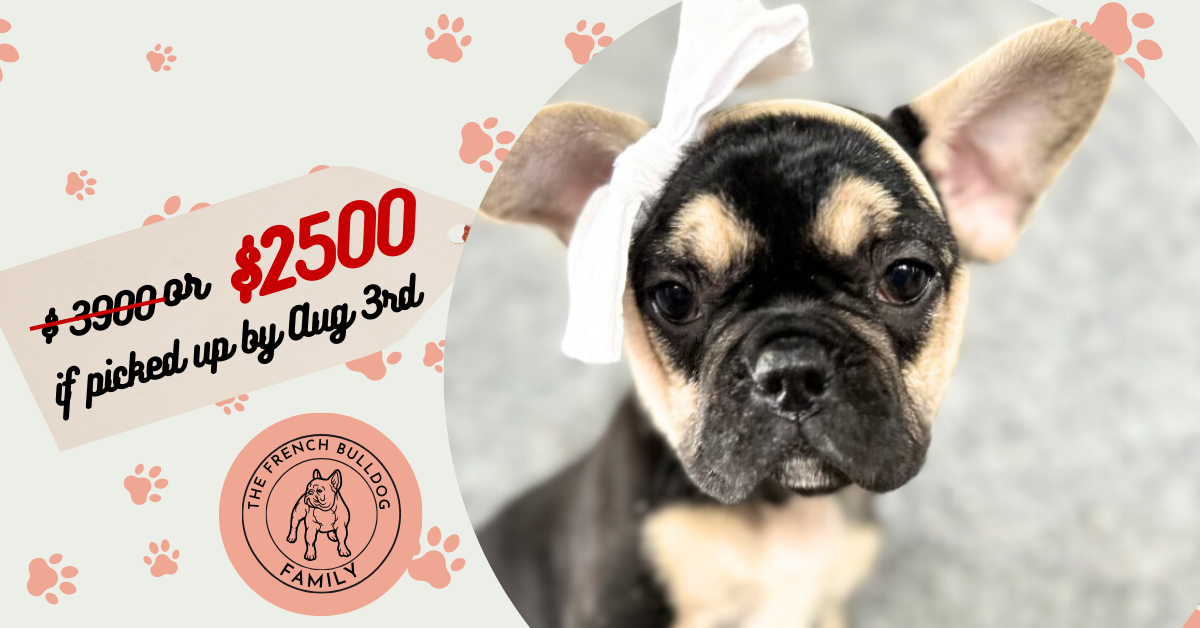 Zora | Black & Tan French Bulldog Female | Available Now