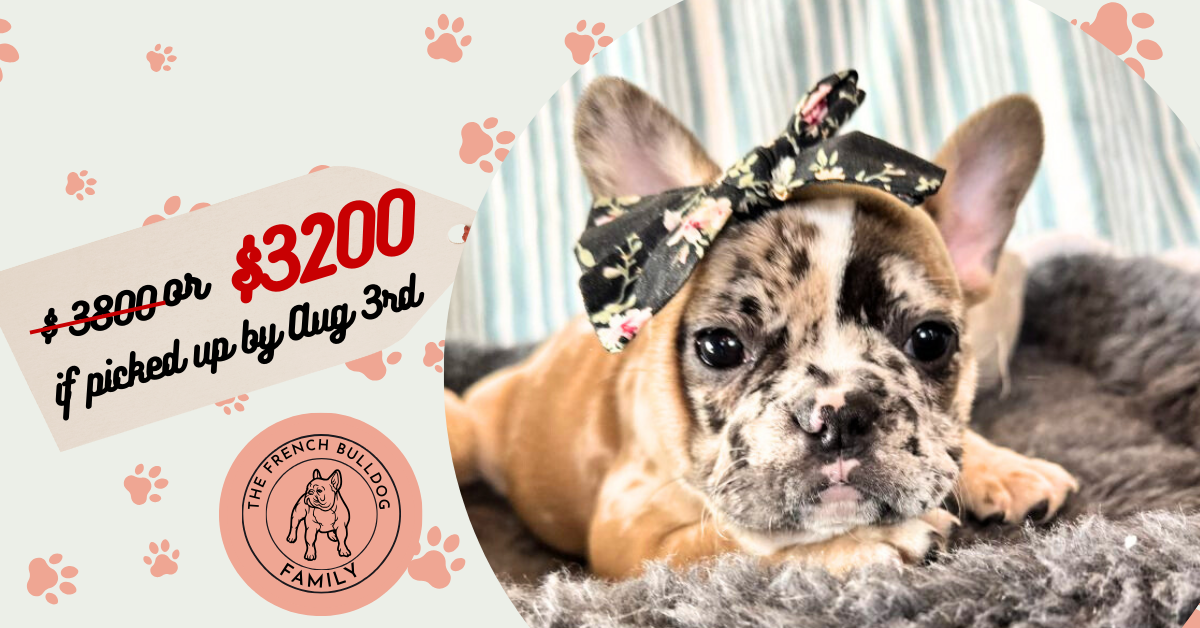 Delight | Fawn Merle French Bulldog Female | Available Now