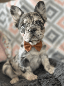 Frenchie Friday Apr 5th, 2024