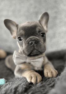 Frenchie Friday Apr 26th, 2024