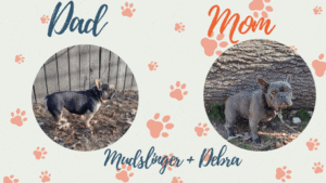 Zander | Blue French Bulldog Male | The Magical