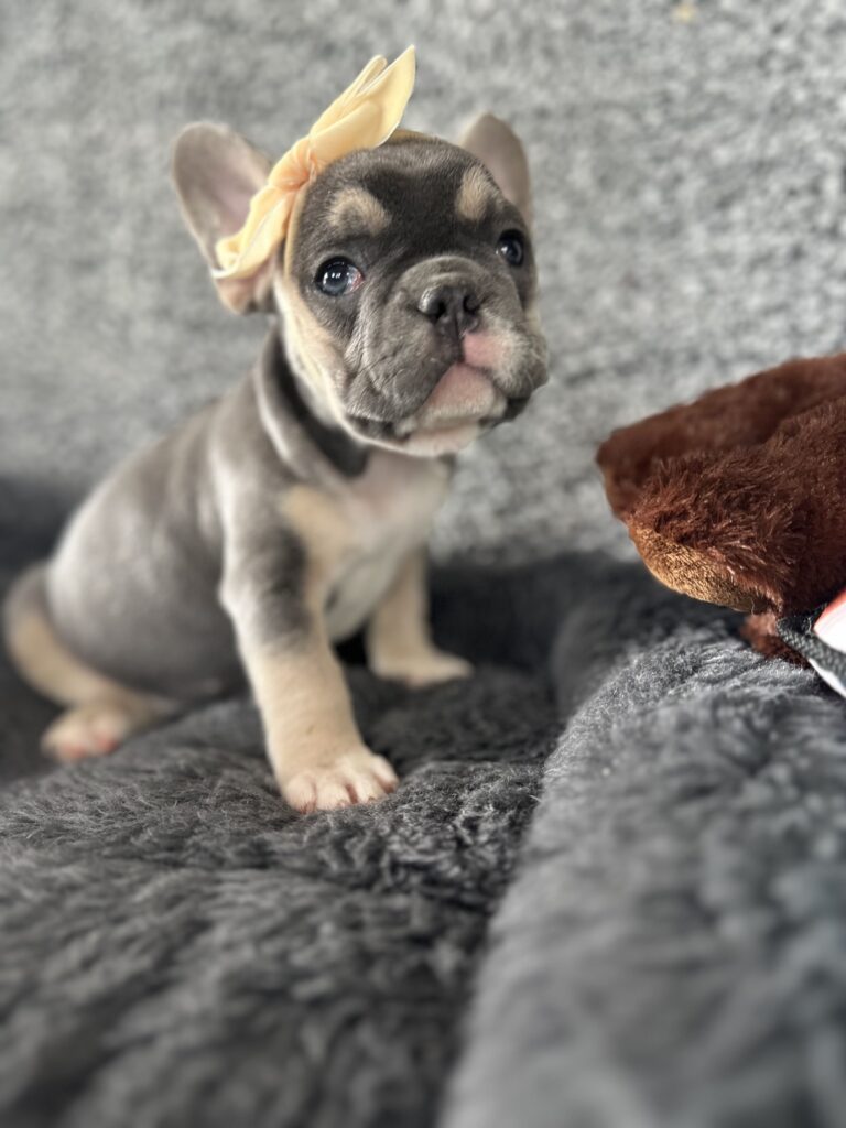 Zoe | Blue & Tan French Bulldog Female | The Stunning