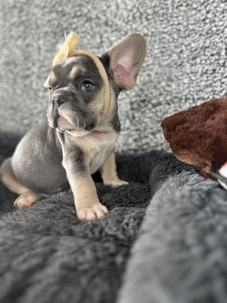Zoe | Blue & Tan French Bulldog Female | The Stunning
