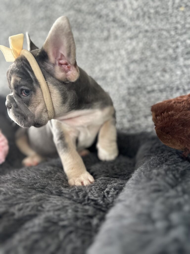 Zoe | Blue & Tan French Bulldog Female | The Stunning